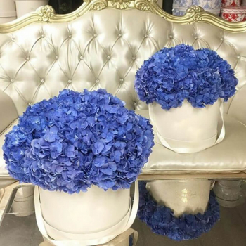 9 синих гортензий в коробке 9 синих гортензий в коробке