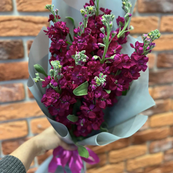 9 темно-малиновых маттиол в букете