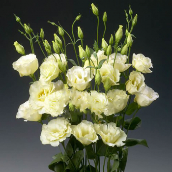 9 желтых эустом в букете