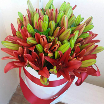 Красные лилии в коробке от 9 шт. Красные лилии в коробке от 9 шт.