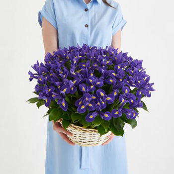 51 ирис в корзине