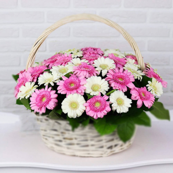 Бело-розовые герберы - 41 шт.