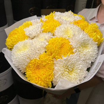19 бело-желтых крупных хризантем 19 бело-желтых крупных хризантем