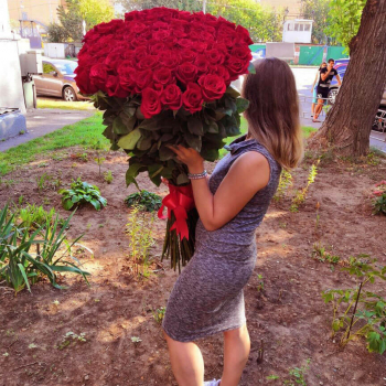 Красные метровые розы от 25 шт.