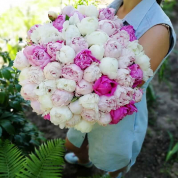 Букет пионов от 19 шт.