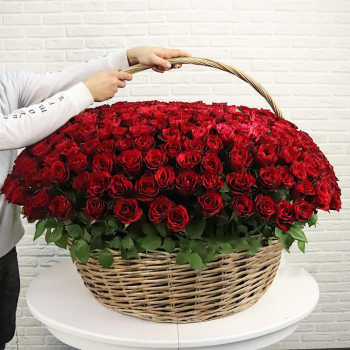 Красные розы в корзине - 301 шт.