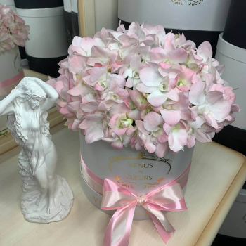 Бело-розовые орхидеи от 51 шт.