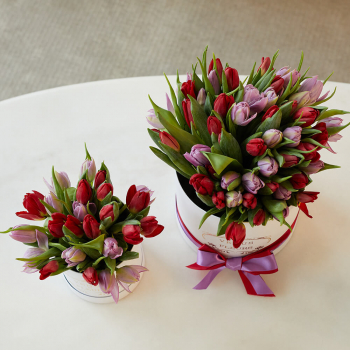 Тюльпаны в подарочном наборе - 77 шт. Тюльпаны в подарочном наборе - 77 шт.