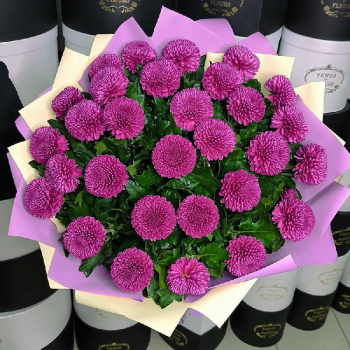 Фиолетовые хризантемы от 19 шт. Фиолетовые хризантемы от 19 шт.