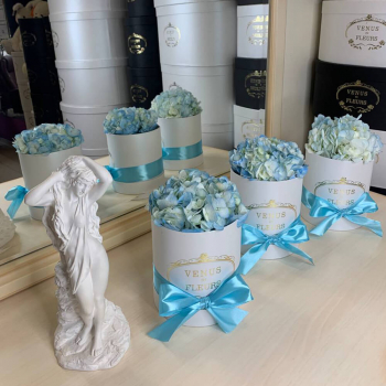 Голубая гортензия в коробке