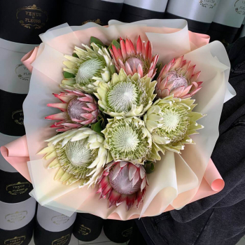 Протея (микс) - 9 шт. Протея (микс) - 9 шт.