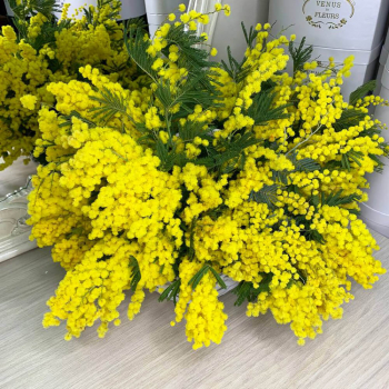 51 мимоза в корзине 51 мимоза в корзине