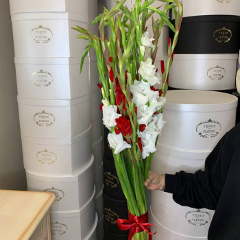 19 бело-красных гладиолусов 19 бело-красных гладиолусов