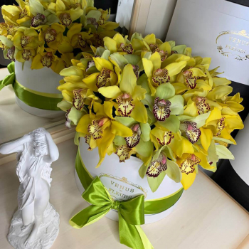 Желто-зеленые орхидеи в коробке от 25 шт. Желто-зеленые орхидеи в коробке от 25 шт.